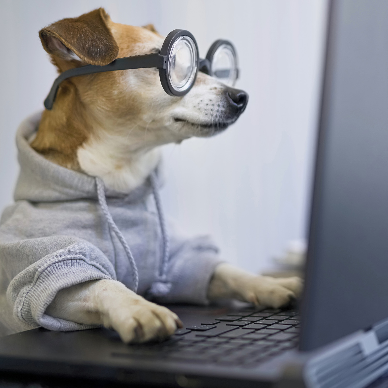 A cute dog with nerdy glasses using a laptop computer