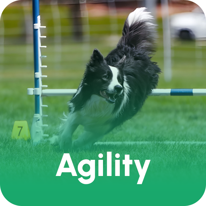 Border collie jumping a hurdle during an agility trial