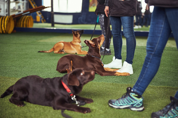 Three dogs learning to stay during an obedience training class