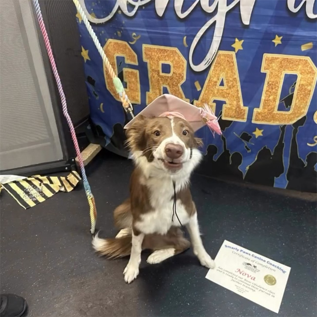 An image of a brown and white border collie with a goofy look on its face while wearing a graduation cap.