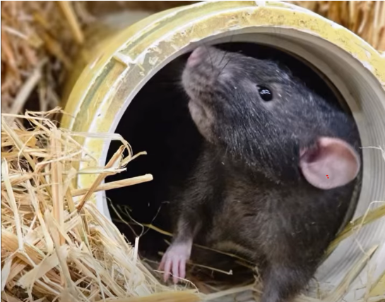 A little black rat emerging from a tube tucked in hay. It's looking up toward the sky