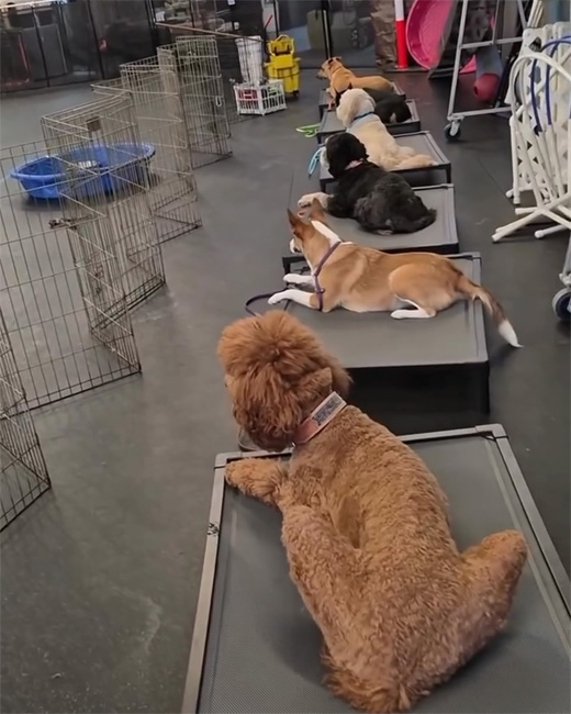 Several dogs laying on platforms at a SmartyPaws Boot Camp class