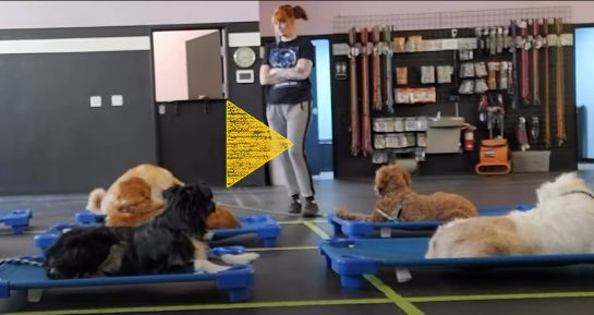 A SmartyPaws Boot Camp trainer teaching a class with several dogs in the foreground