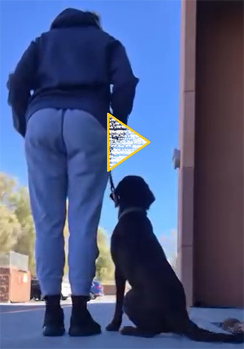 A play button overlaying an image of a dog owner walking their dog