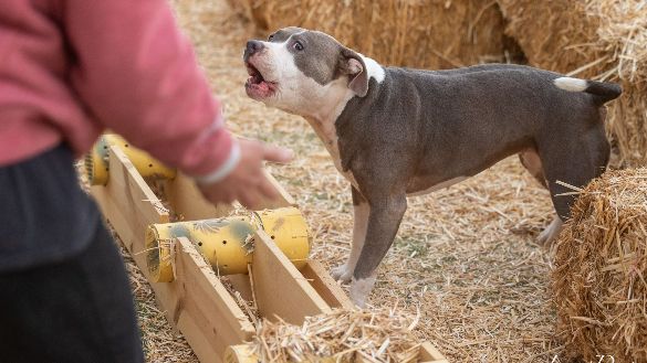 A grey and white dog barking at a barn hunt event. It's surrounded by hay and is standing over a plastic tube that safely holds the rats