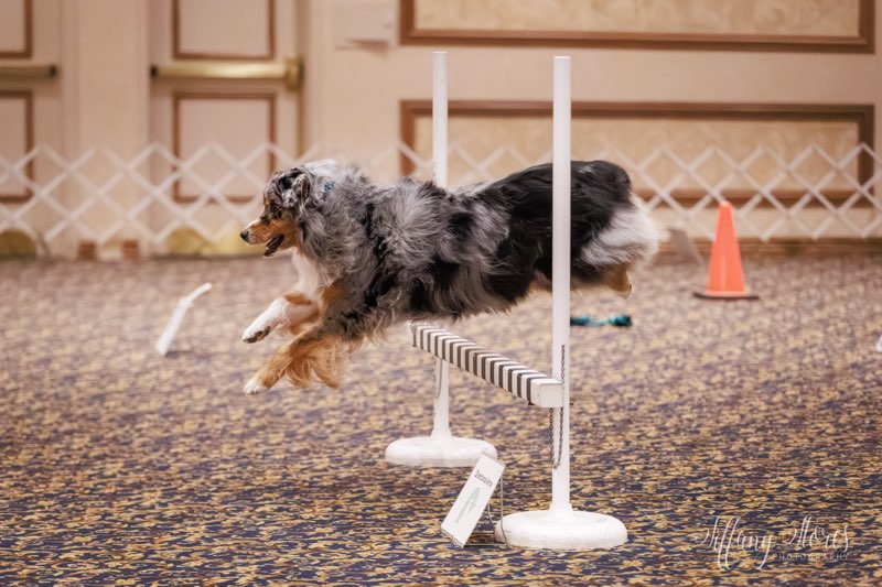 A small black and gray dog jumping over a short hurdle during an agility trial.