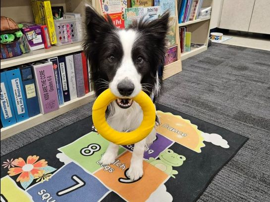 Cute black and white dog holding a yellow ring chew toy in its mouth