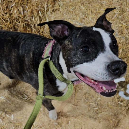 Black and white dog standing on a stack of hay