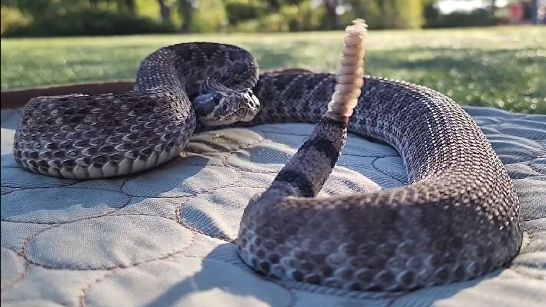 A rattle snake getting ready to strike