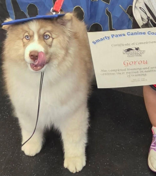 A fluffy brown dog standing next to an award certificate for completing his training classes.