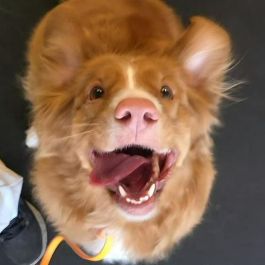A cute, brown dog with its tongue out looking up at the camera
