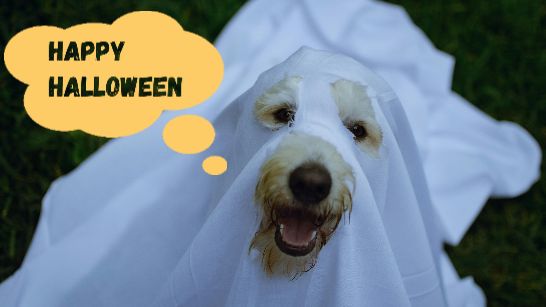 Dog dressed up as a ghost for Halloween