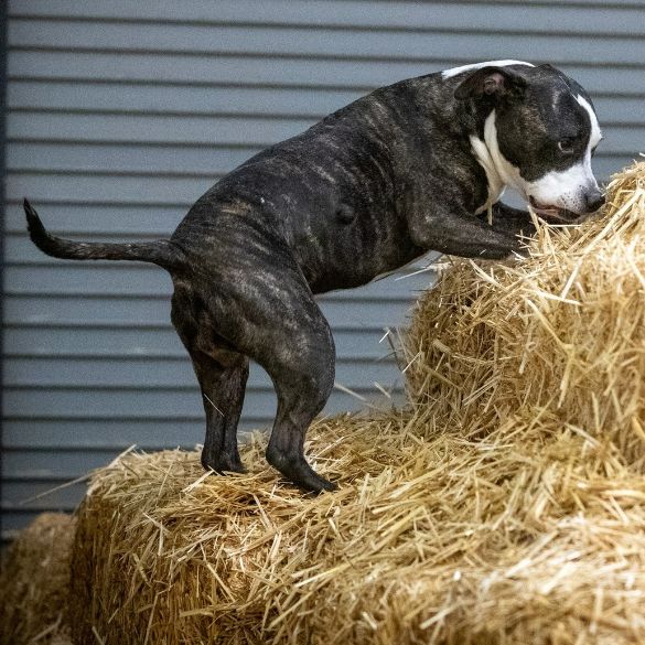A black and white pit bull climbing on a bail of hay at an indoor barn hunt event