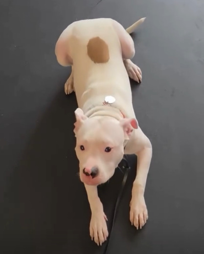 A white pit bull with a pink nose laying patiently on the floor and staring up at its owner.