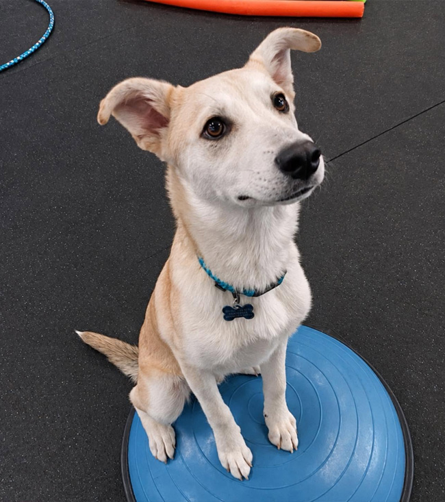 A tan puppy sitting patiently on a blue pad.