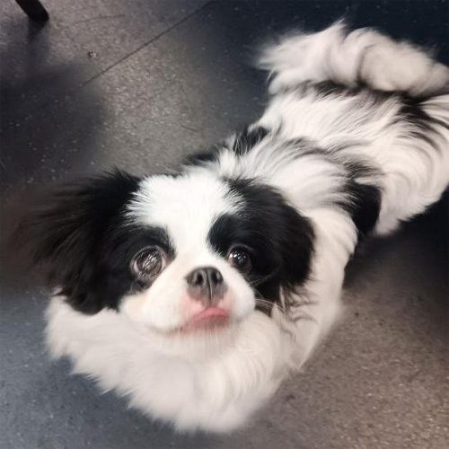 A small black and white puppy looking up at the camera