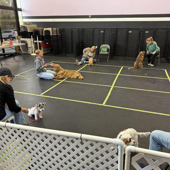 A KinderPuppy class at SmartyPaws with students sitting on the floor with their puppies