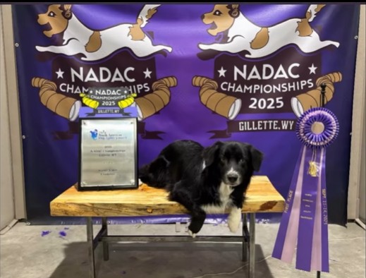 Cute border collie who won the NADAC 2025 trial posing with its trophy