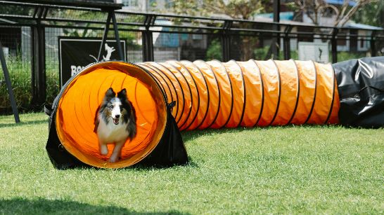 Dog running through an orange tunnel on an agility course