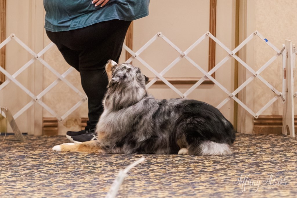 A black, white, and grey border collie lays on the floor and patiently waits next to its owner