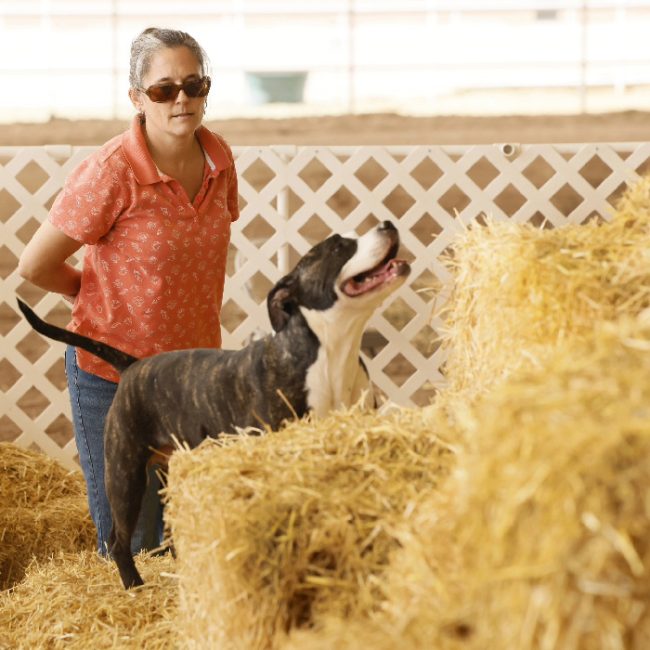 A trainer watching their dog sniff out a rat in hay at a Barn Hunt event