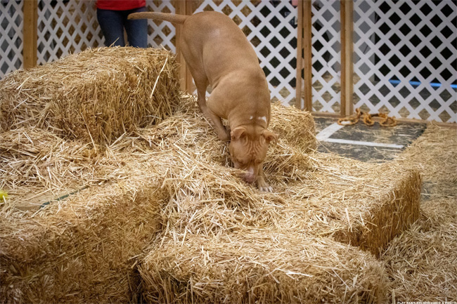 A light brown pit bull climbing on a bail of hay sniffing for rats at a barn hunt event