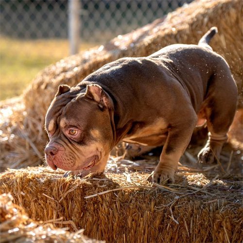 A brown pit bull standing on a hay stack in the bright sun