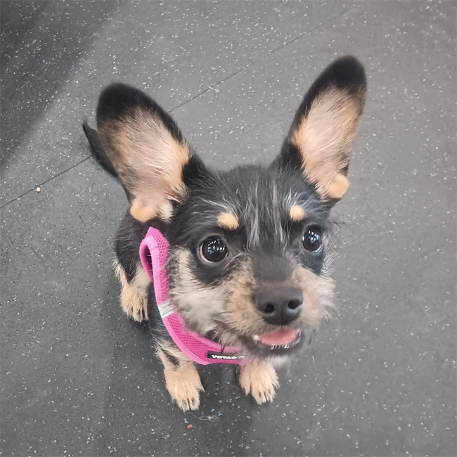 Cute black and brown puppy with a pink collar looking up at the camera