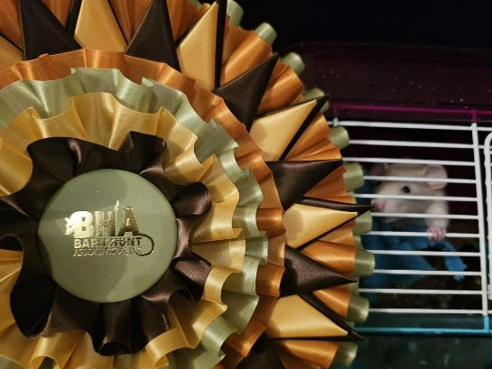 An image of a Barn Hunt official ribbon award with a white rat in the background