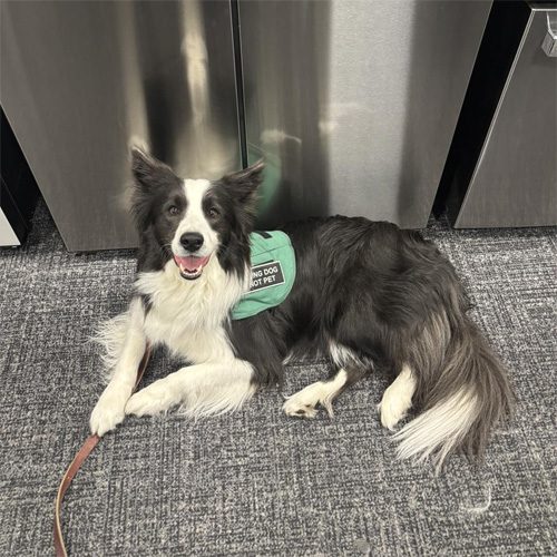 Black and white border collie with a therapy dog vest on