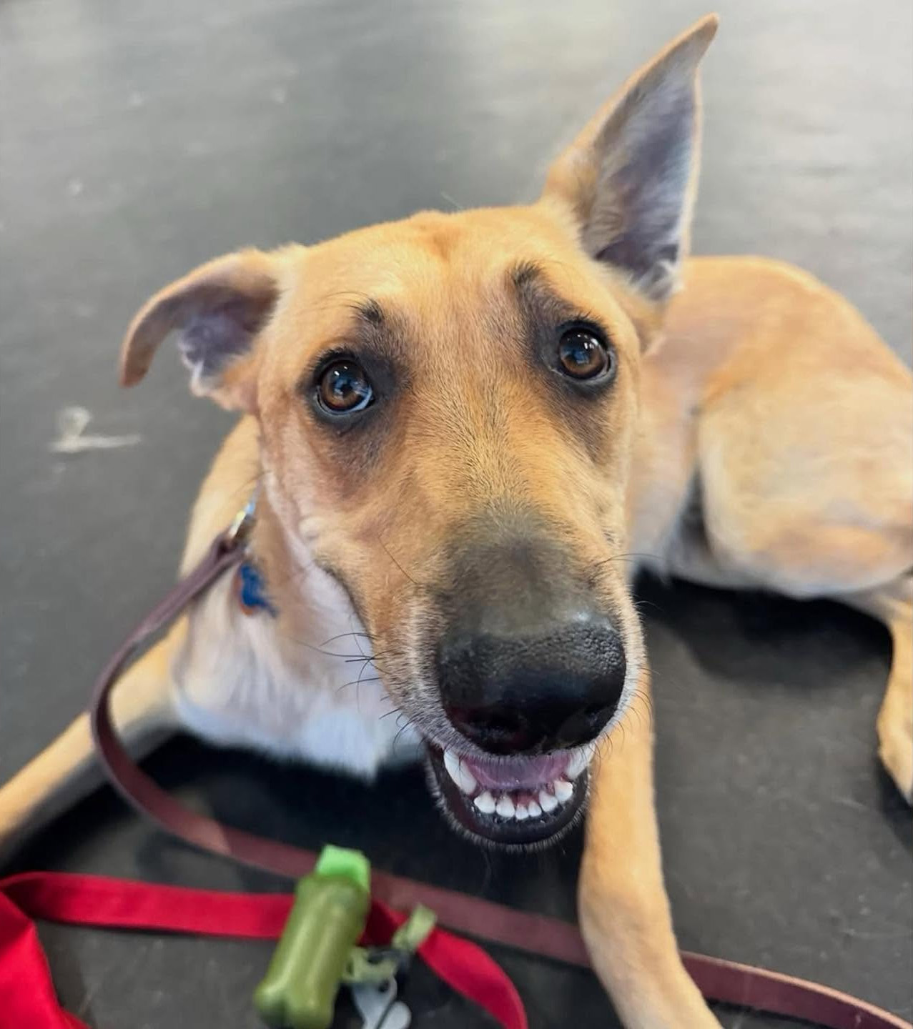 An image of a happy dog laying on the floor named Tonto
