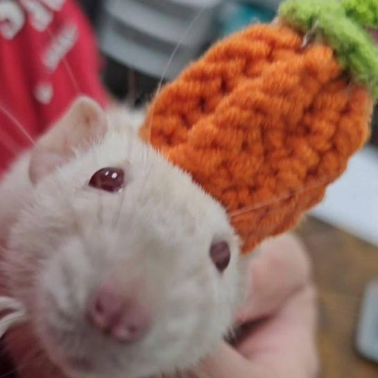 A close up of a cute white rat wearing a knitted carrot hat